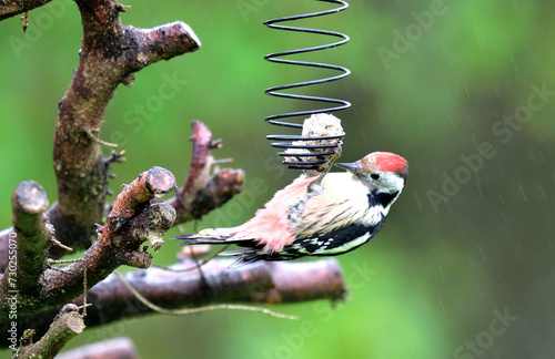 Obraz na płótnie The middle spotted woodpecker eating sunflowers from the hanging tallow ball w salonie