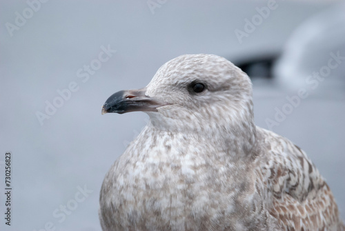 Seagull Herring Gull in a parking lot © TylerJamiesonMoulton