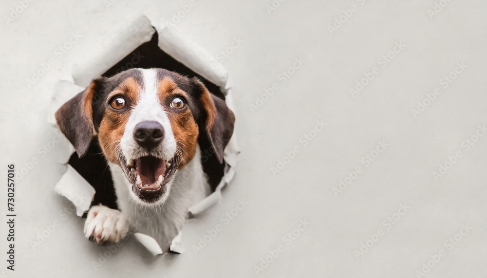  Dog with shocked surprised expression peeking through hole in cracked wall hole. Wide banner with copy space on side 