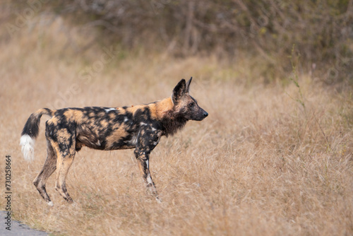 A beautiful African wild dog standing in the dry grassland in Kruger National Par. © Anna