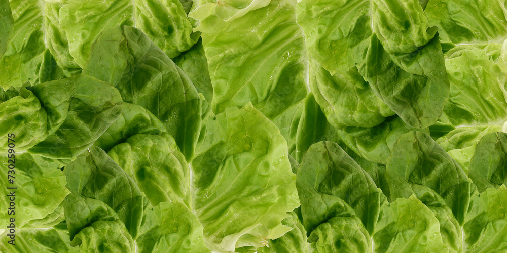 Fresh lettuce background. Lettuce slices theme.