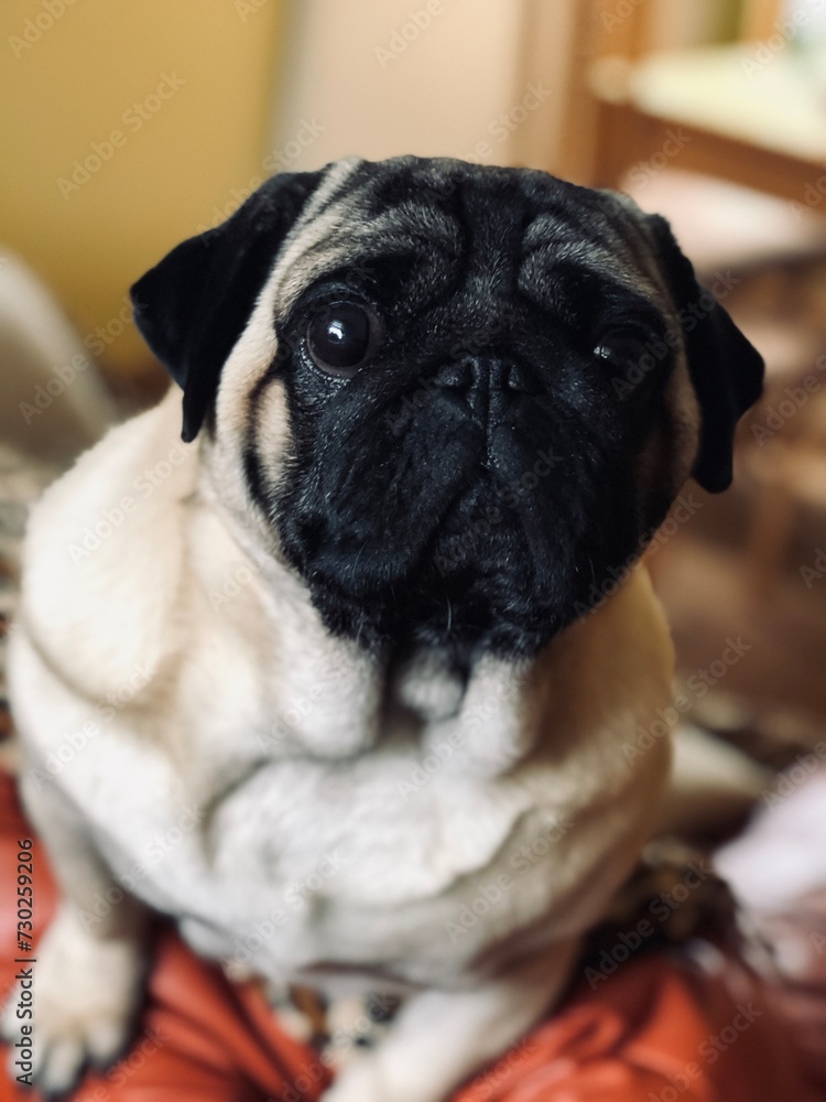 pug dog portrait