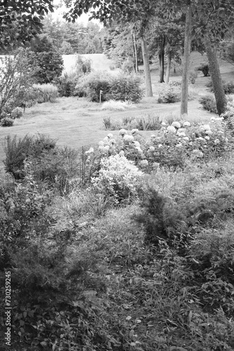 Summer meadow in black and white.