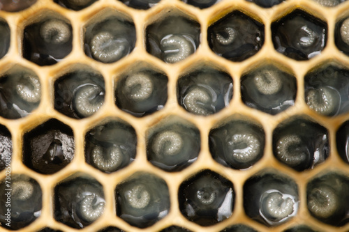 Honey Bee Larva in Royal Jelly photo