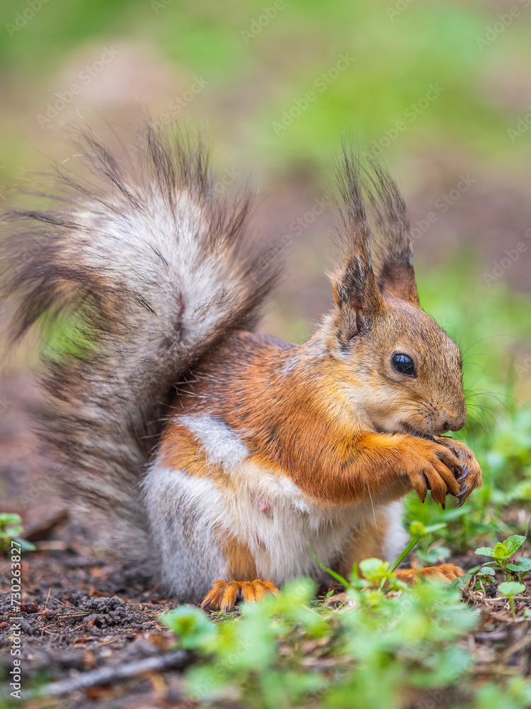 Squirrel eats a nut while sitting in green grass. Eurasian red squirrel, Sciurus vulgaris Squirrel eats a nut while sitting in green grass. Eurasian red squirrel, Sciurus vulgaris