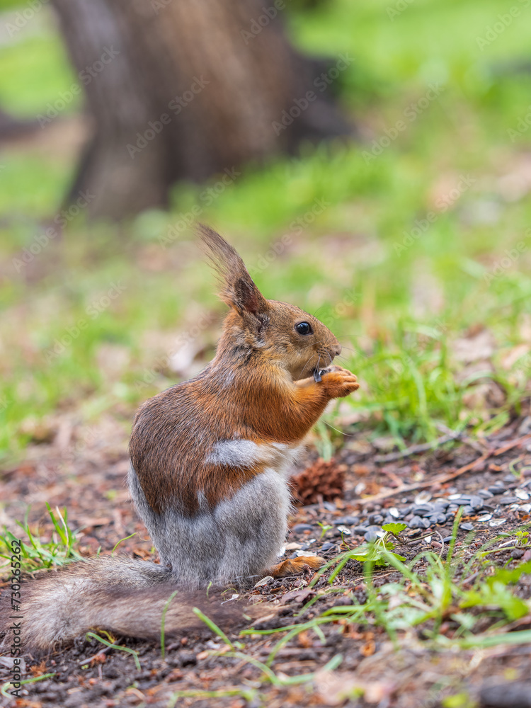 Squirrel eats a nut while sitting in green grass. Eurasian red squirrel, Sciurus vulgaris Squirrel eats a nut while sitting in green grass. Eurasian red squirrel, Sciurus vulgaris