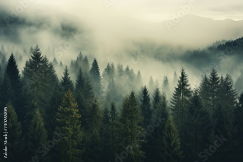 Misty forest landscape with trees fading into the distance © KerXing
