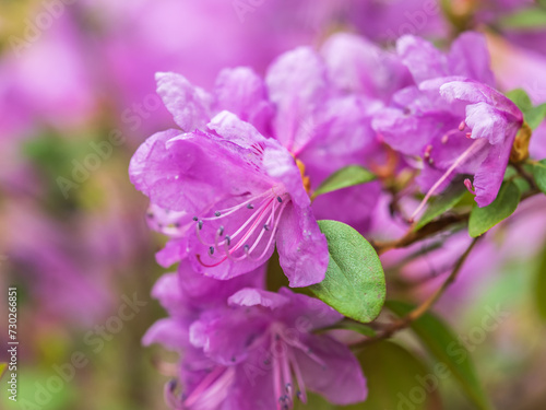 Wallpaper Mural Pink flowers of Siberian rhododendron copy space. Rhododendron dauricum. Spring flowering of Altai rhododendron. Torontodigital.ca