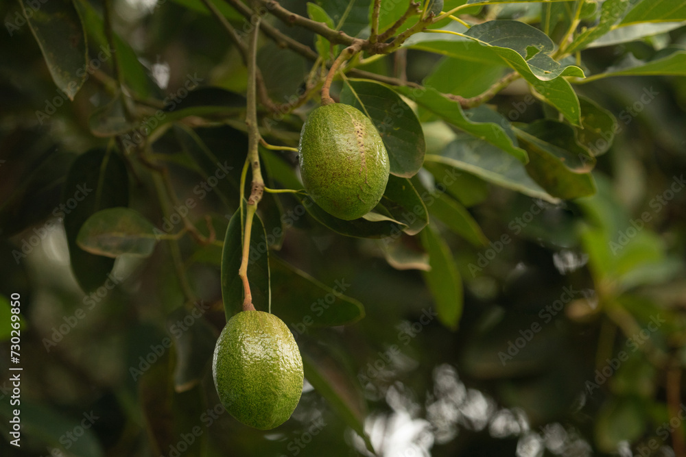 green Avocados fruit hanging in the tree