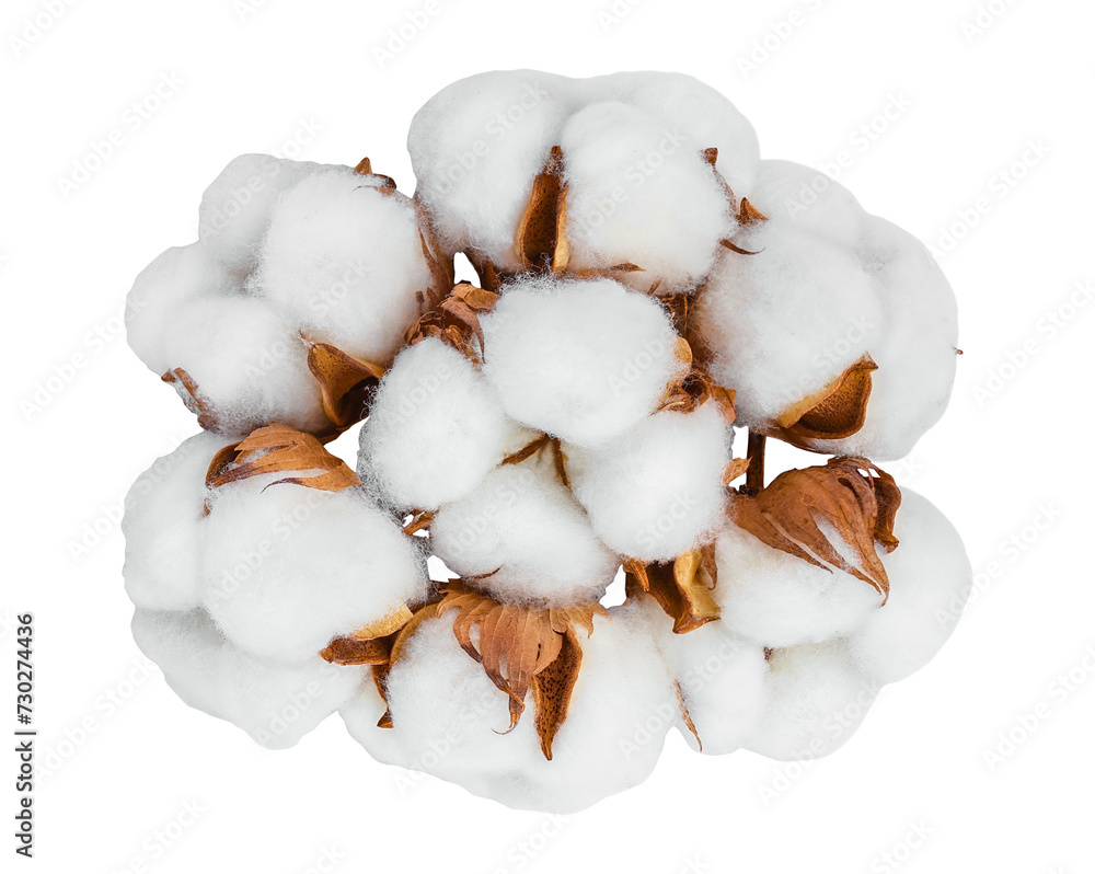 Cotton plant flower isolated on white background with full depth of field. Top view. Flat lay Cotton plant flower isolated on white background with full depth of field. Top view. Flat lay