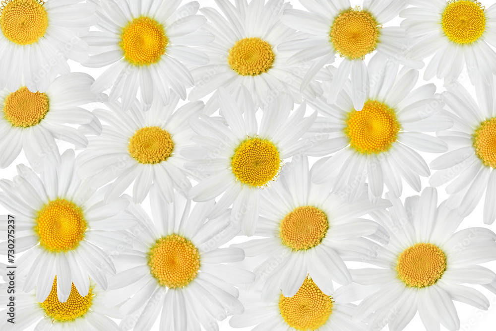 Fototapeta premium chamomile or daisies background. Top view. Flat lay