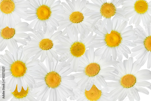 chamomile or daisies background. Top view. Flat lay