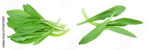 Ramson leaves isolated on white background with full depth of field, Top view. Flat lay © kolesnikovserg