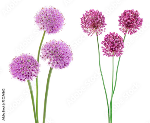 the flower of wild garlic isolated on white background.