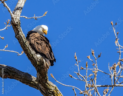 This adult Bald Eagle appears to be enjoying a nap as it perches on this bare branch.