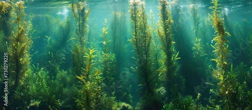 Macrocystis pyrifera, a fast-growing species of marine algae, forms important underwater habitats in the California coast. photo