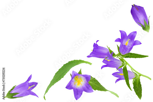 Fototapeta Naklejka Na Ścianę i Meble -  Campanula flower isolated on white background. Top view with copy space for your text. Flat lay
