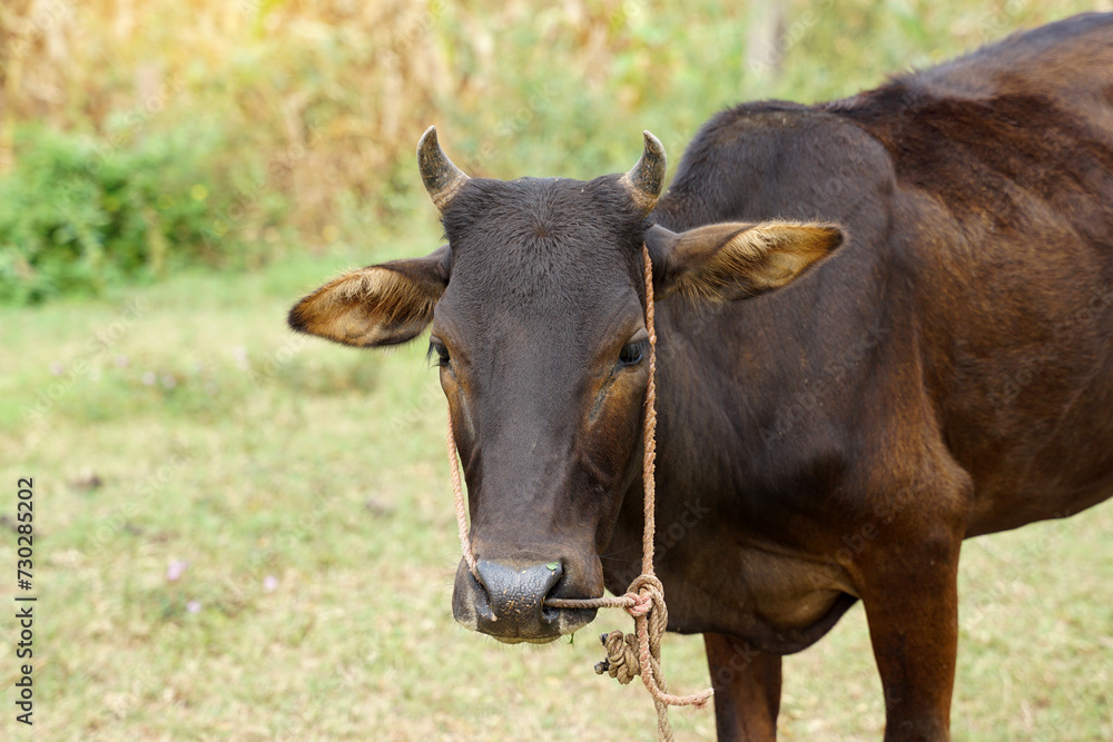 Thai native cattle They are cattle that are easy to raise. Small body, many colors such as red, black, brown, small hump, thin neck dewlap, no skin under the belly. Thai native cattle They are cattle that are easy to raise. Small body, many colors such as red, black, brown, small hump, thin neck dewlap, no skin under the belly.