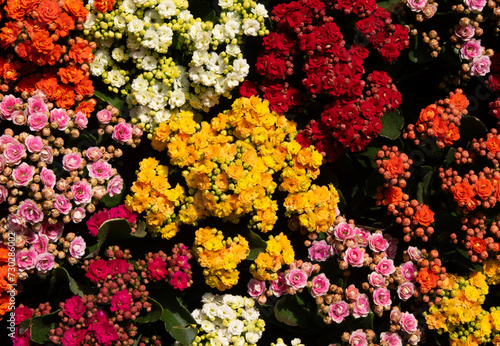 Floral background of colorful flowers