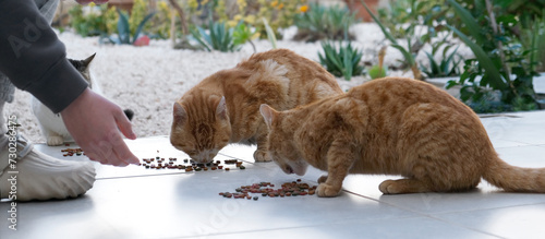Photography Colony of cats feeding