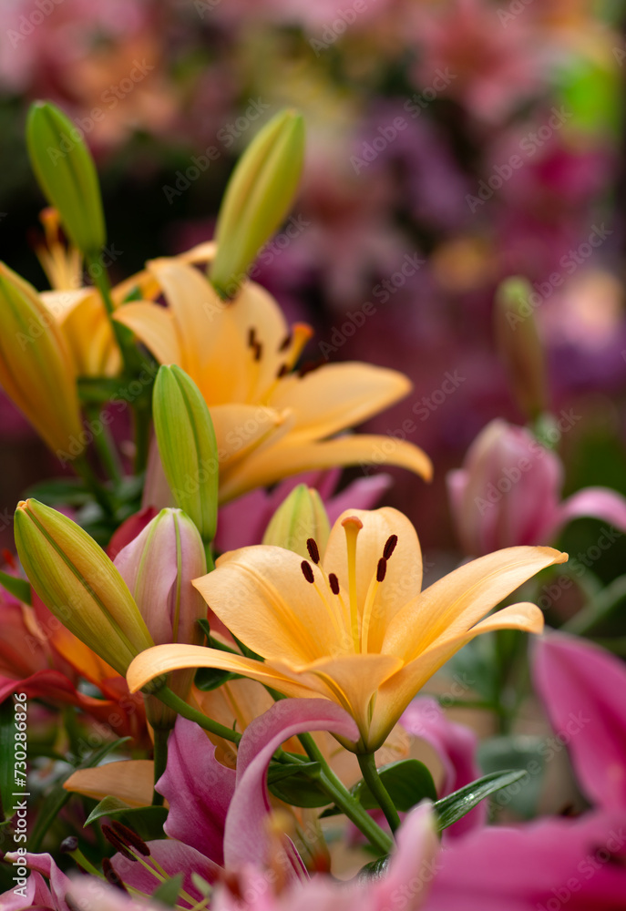 Colorful lilies on blurred floral