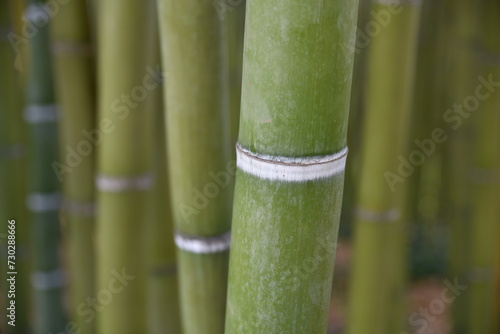 Bambous au jardin