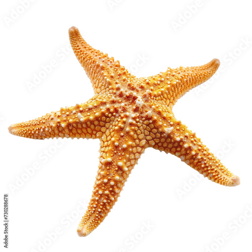 Starfish, transparent background.