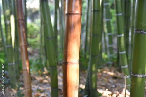 For  t de bambous
