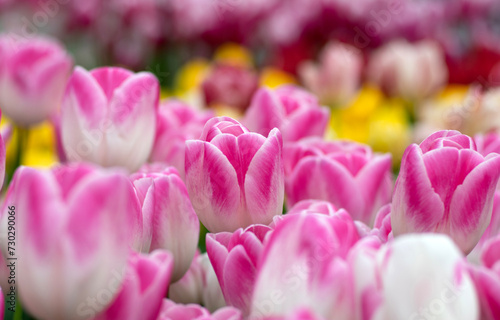Tulips flower blooming in the colorful background