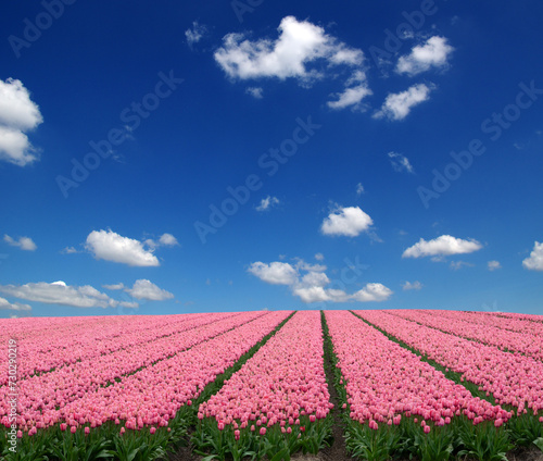 Tulips field in the Netherlands