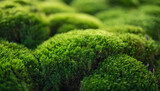 lush dark green moss covering forest floor, providing natural background texture
