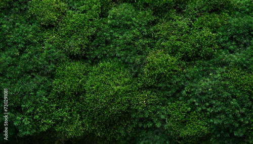 lush dark green moss covering forest floor  providing natural background texture