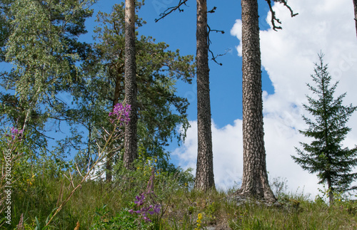 Pine trunks on the mountain top against a background of blue sky and white clouds on a summer day