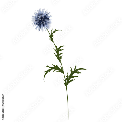 Echinops blue flower thorn. Dried flower. Vector stock illustration. isolated on a white background.