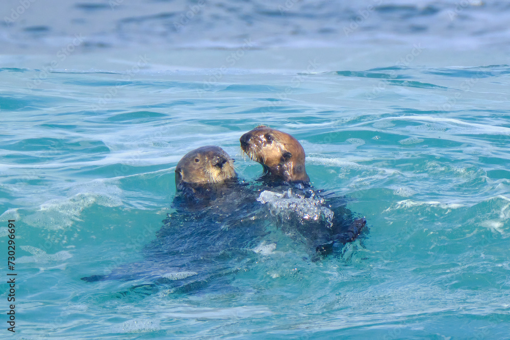 Obraz premium Sea Otters swimming in Monterey Bay, California. 