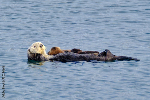 Sea Otter and pup in Monterey Bay, California.