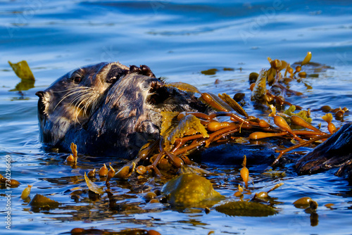 Sea Otter in Moss Landing, California.  photo