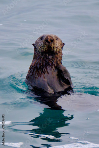 Sea Otter in Moss Landing, California. 