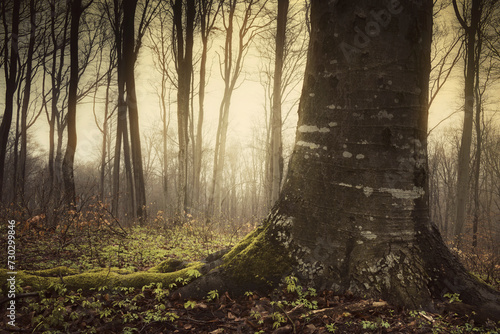 old tree and morning sun li...