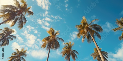 palm trees against sun blue sky as a backdrop © Creative Canvas