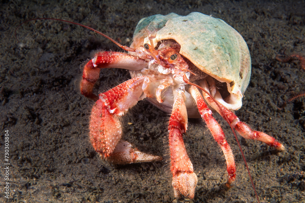 Hermit crab underwater in the St-Lawrence River