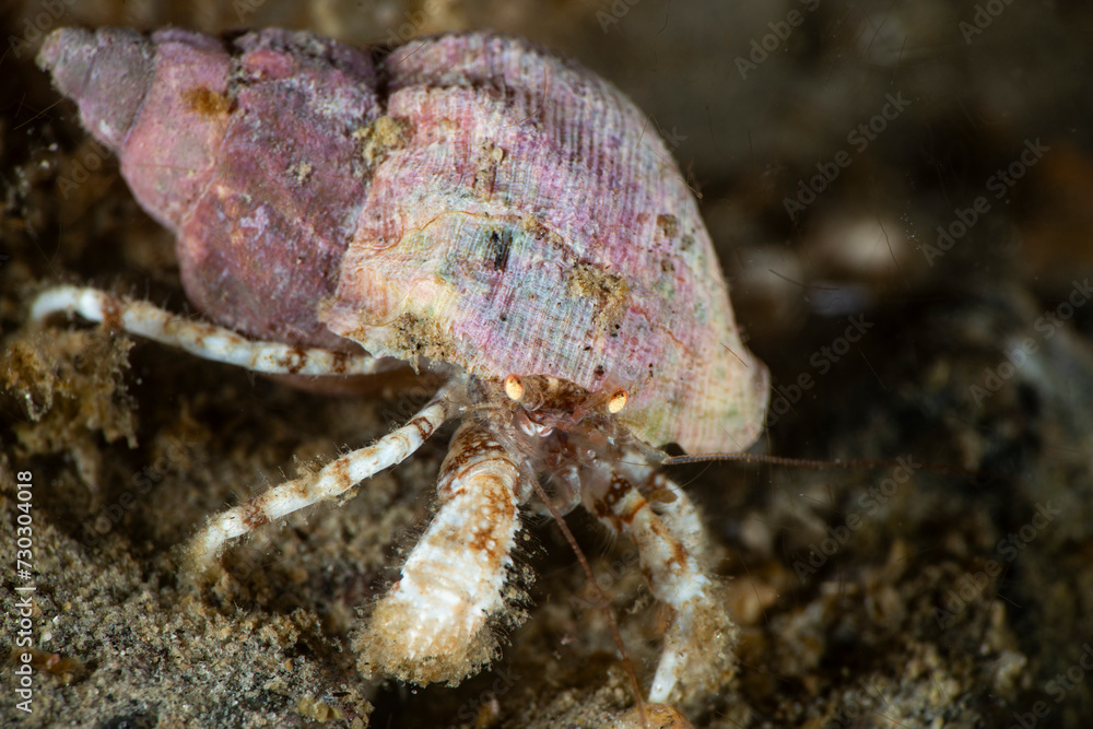 Hermit crab underwater in the St-Lawrence River