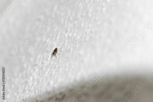Trauermücke Schädling für Pflanzen an einer Wand