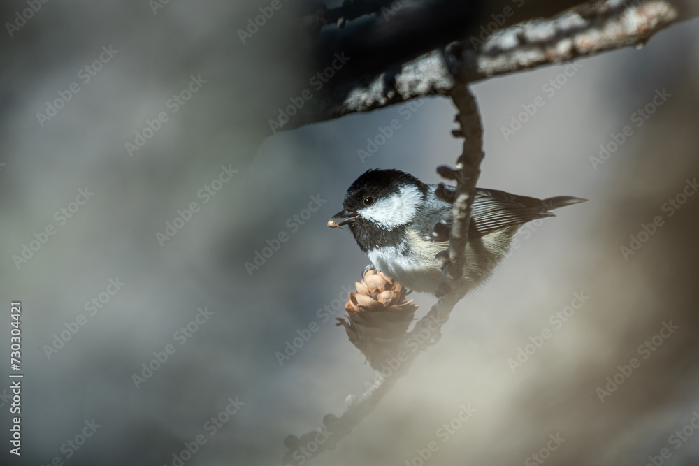 Coal tit (Periparus ater) with a seed in its beak while feeding on a larch branch on natural blurred background. Alps, Italy.