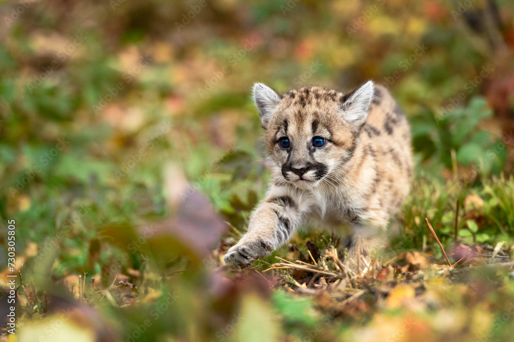 Fototapeta premium Cougar Kitten (Puma concolor) Steps Forward Paw Extended Autumn