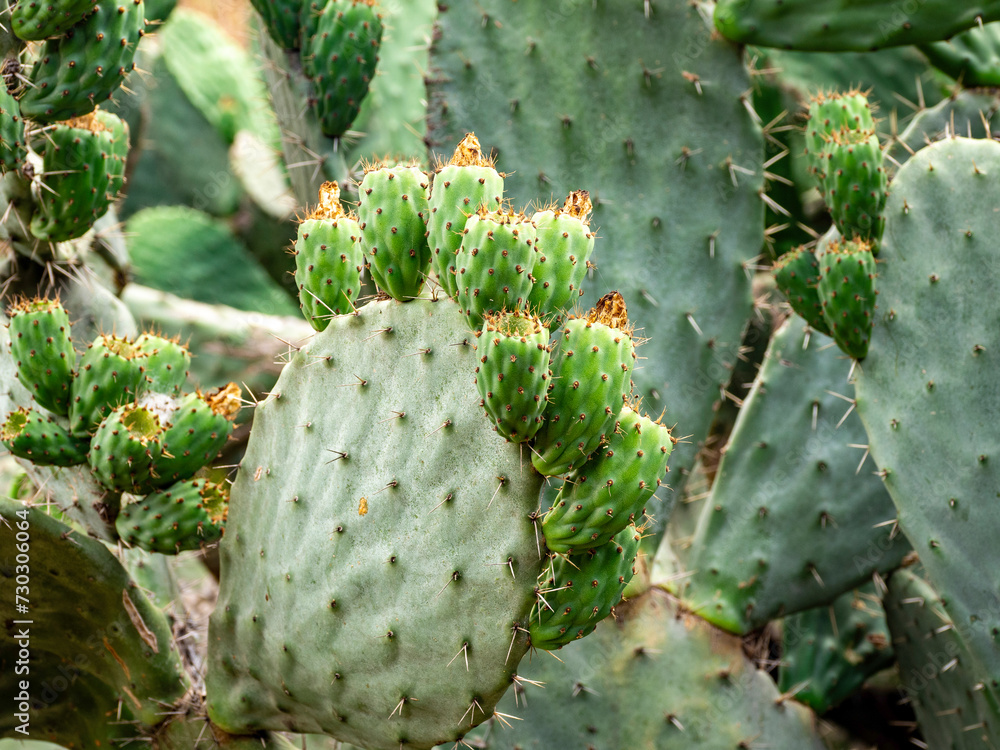 prickly cactus in bloom prickly cactus in bloom