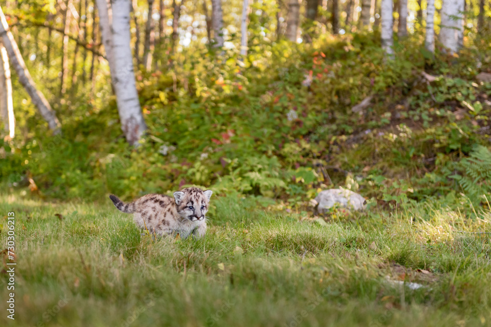 Cougar Kitten (Puma concolor) Walks Right Past Birch Forest Autumn
