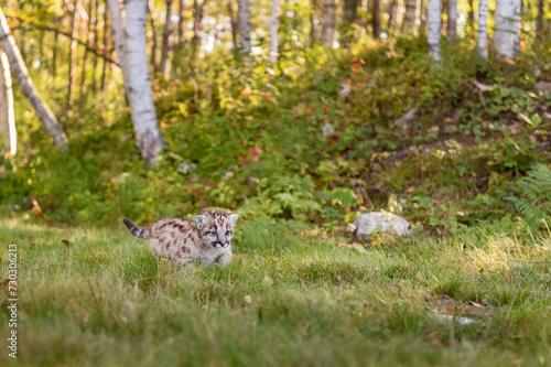 Obraz na płótnie Cougar Kitten (Puma concolor) Walks Right Past Birch Forest Autumn w salonie