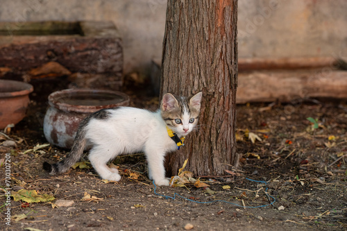 A kitten with a yellow collar around its neck by a tree.
