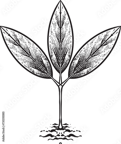 plant vintage engraving hand draw (ID: 730310080)